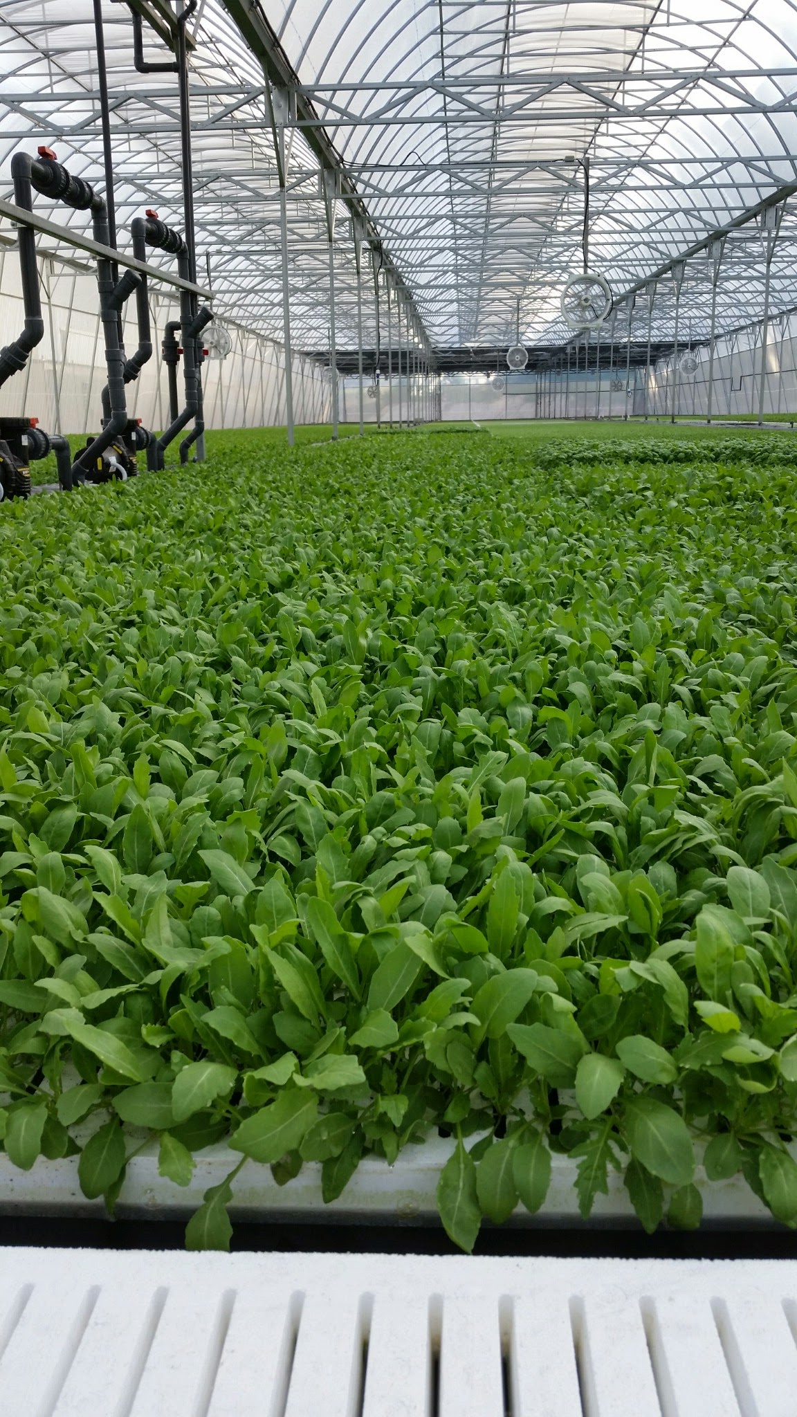 Hydroponic Farming