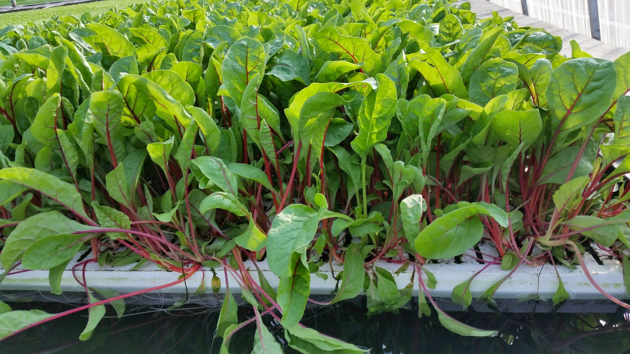Organic Farming